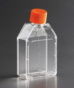 *培养瓶 150cm2 直角斜颈（正方斜口） 透气盖 PS（聚苯乙烯）材质 灭菌 大包装