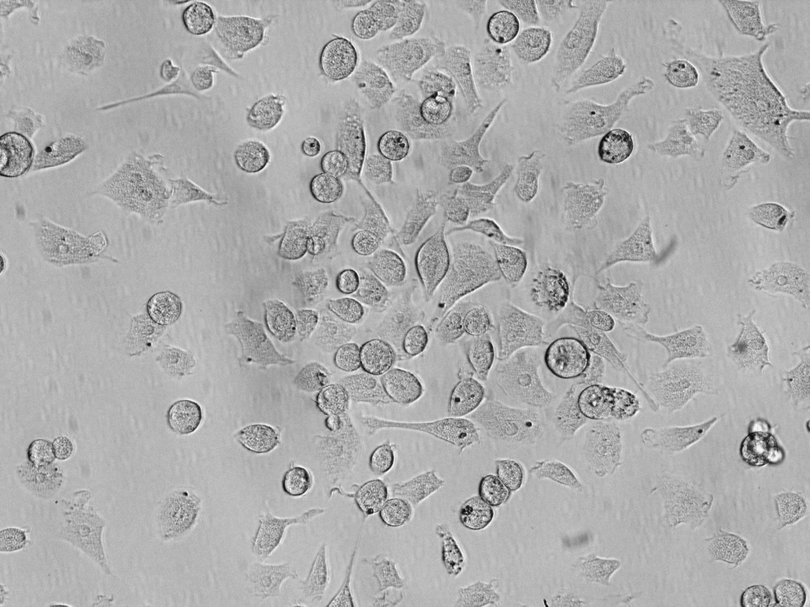 大鼠肝脏巨噬细胞 rhma